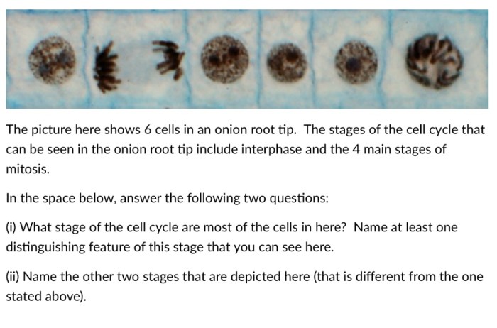 Onion root tip answer key