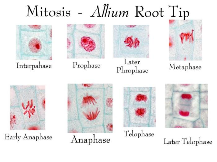 Mitosis lab onion root tip answers