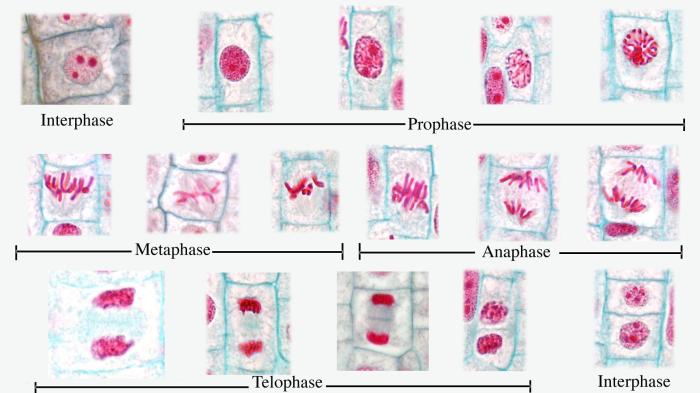 Mitosis lab onion root tip answers