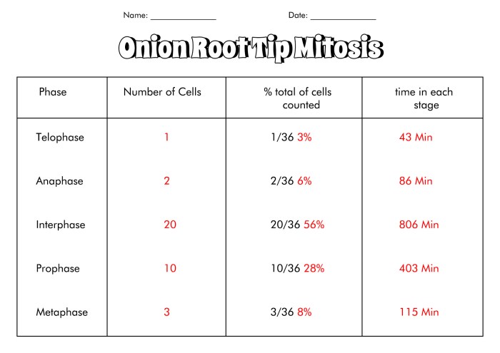 Onion root tip answer key