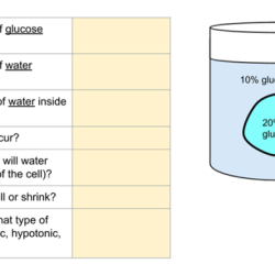 Osmosis practice problems answer key