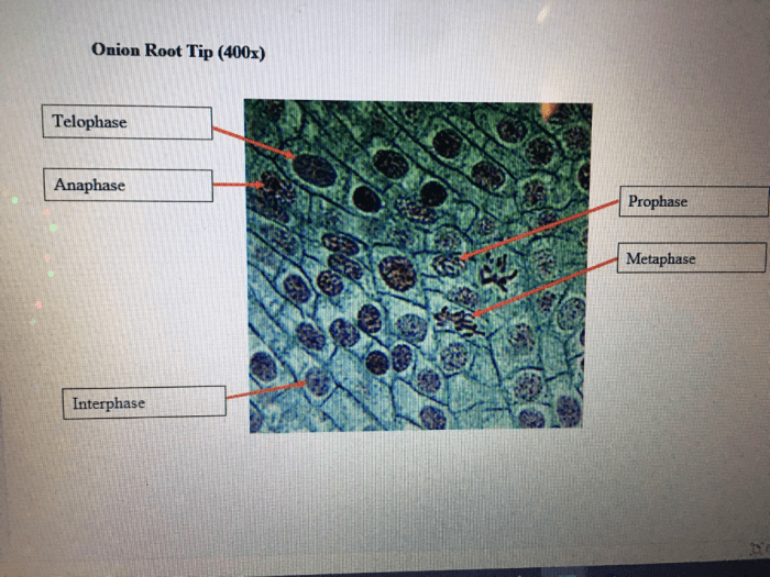 Onion root tip answer key