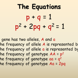 Weinberg equilibrium equation genetics evolutionary key