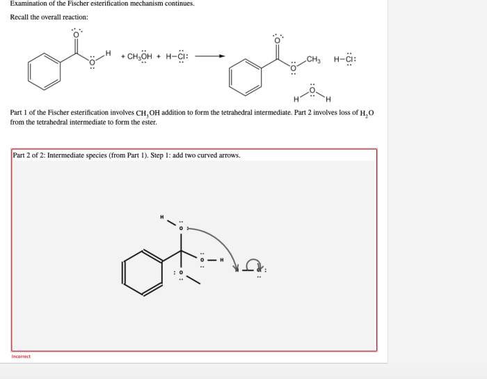 Examination of the fischer esterification mechanism continues.