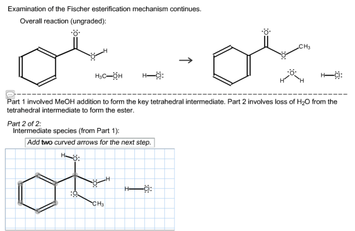 Examination of the fischer esterification mechanism continues.