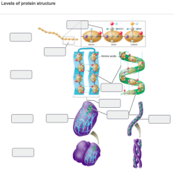 Art-labeling activity levels of protein structure